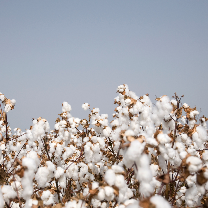 What 'Organic' Really Means in Period Care (And What to Watch For)