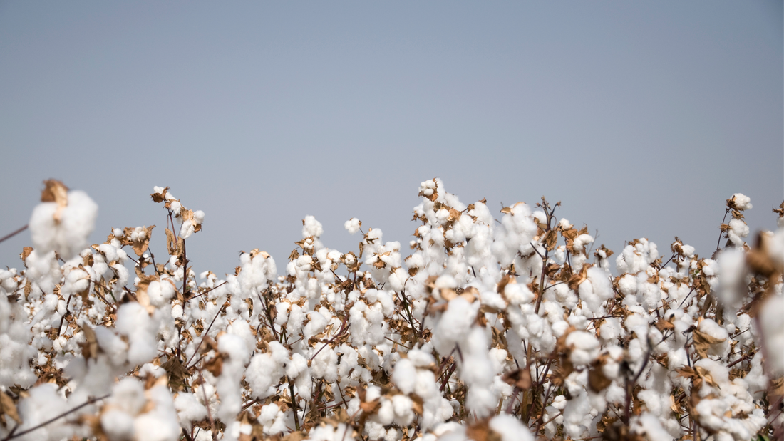 What 'Organic' Really Means in Period Care (And What to Watch For)